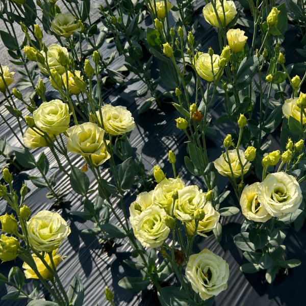Image Of Lisianthus Rosita 2 Jade