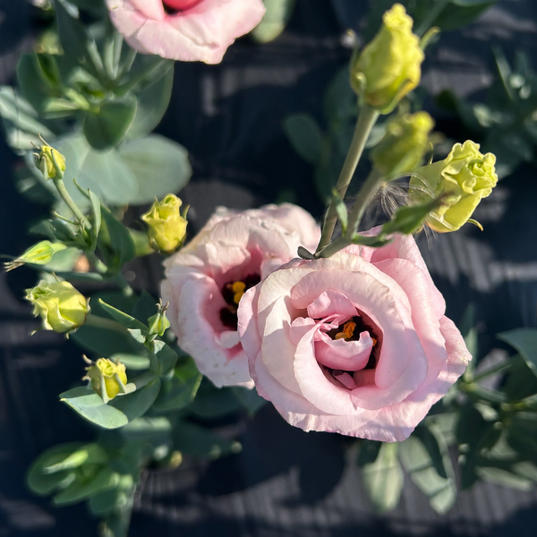 Image Of Lisianthus Rosita 2 Pink