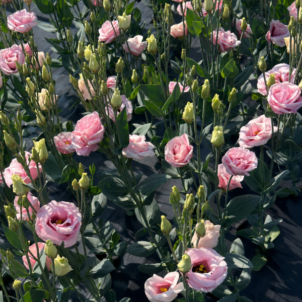 Image Of Lisianthus Rosita 2 Pink