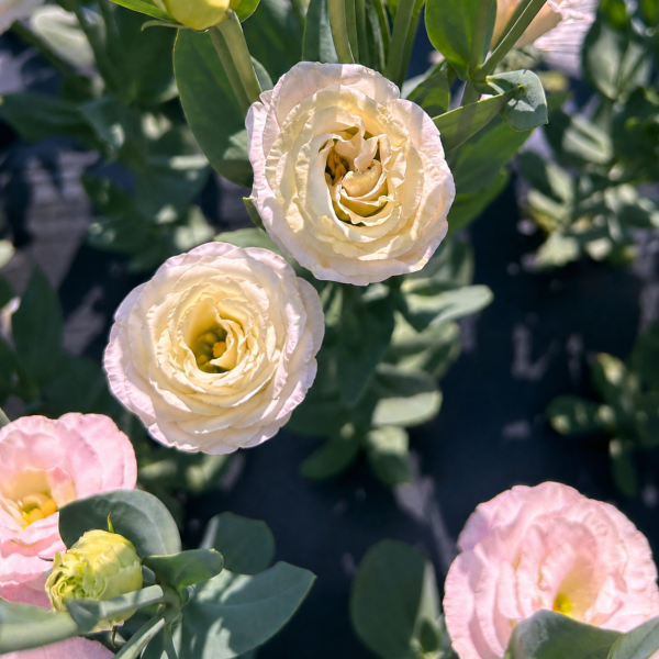 Image Of Lisianthus Rosita 2 Pink Flash