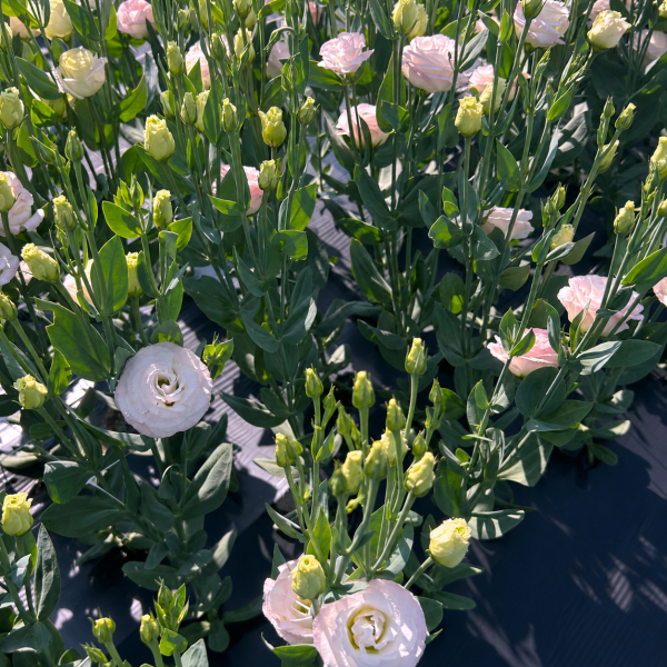 Lisianthus-Rosita-2-Pink-Flash-1785526255.png