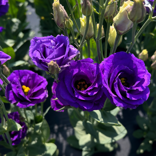 Image Of Lisianthus Rosita 2 Sapphire