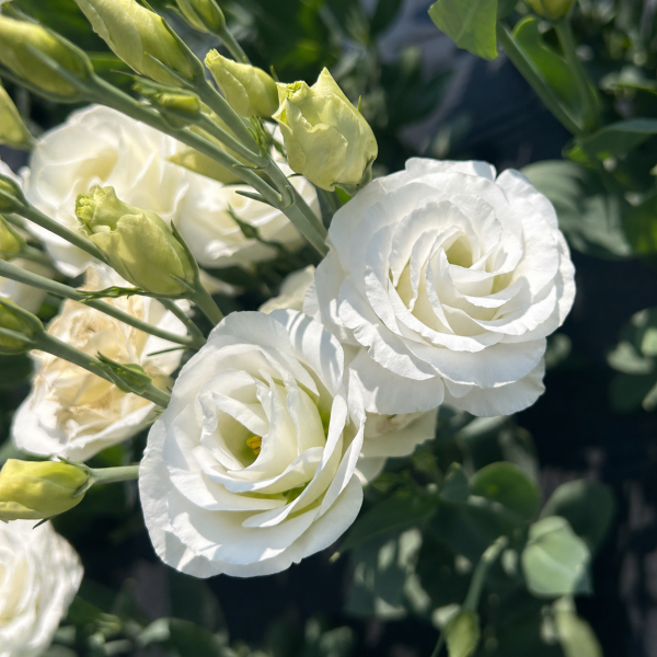 Image Of Lisianthus Rosita 2 White