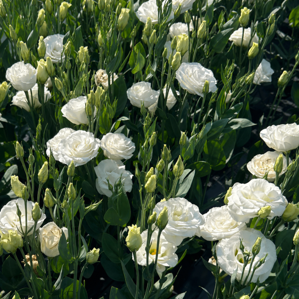 Lisianthus-Rosita-2-White-1785527706.png