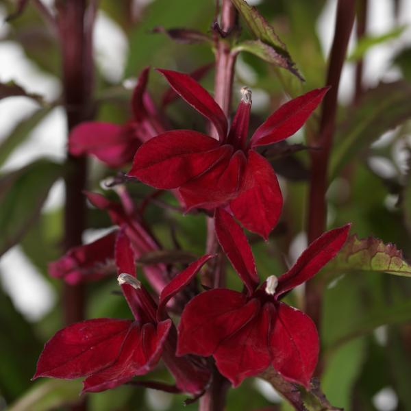 Lobelia-Starship-Blue-Copy.jpg