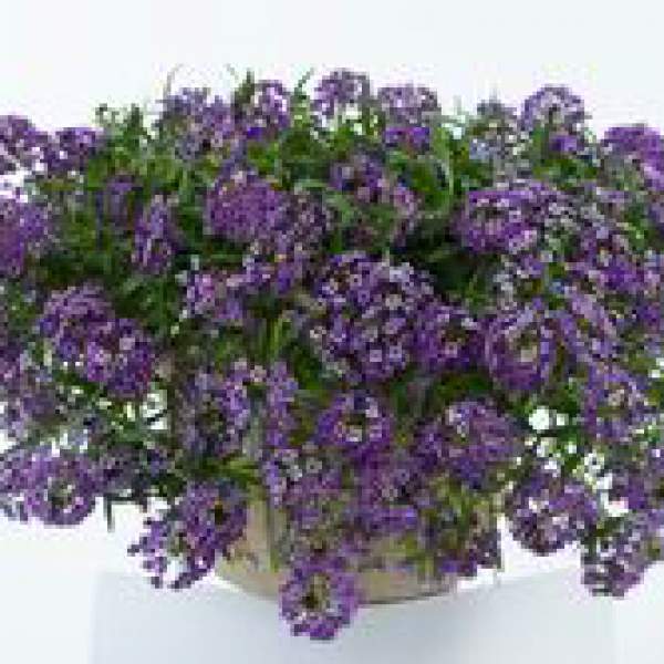 LOBULARIA ALYSSUM LAVENDER STREAM