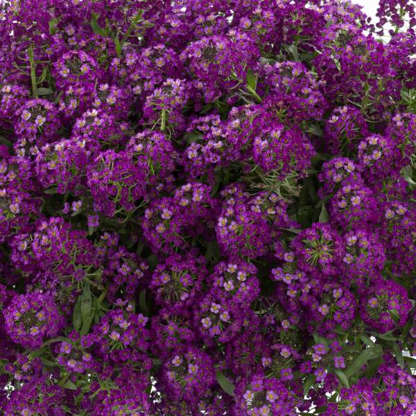 LOBULARIA ALYSSUM PURPLE STREAM