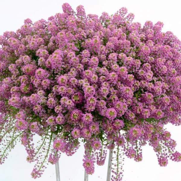 LOBULARIA ALYSSUM RASPBERRY STREAM
