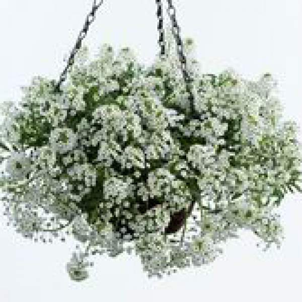 LOBULARIA ALYSSUM WHITE STREAM