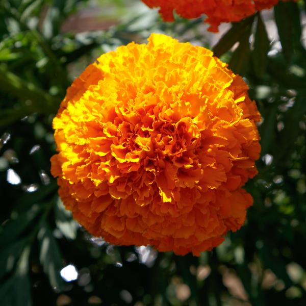 Image Of Marigold Coco Deep Orange