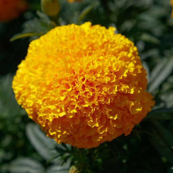 Image Of Marigold Coco Gold