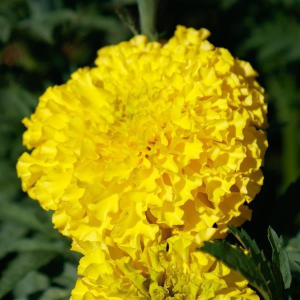 Image Of Marigold Coco Yellow