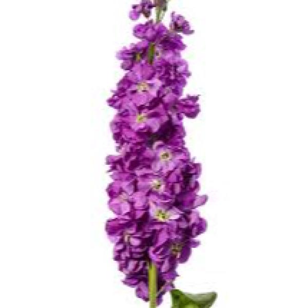 Image Of Matthiola Stock Anytime Deep Blue