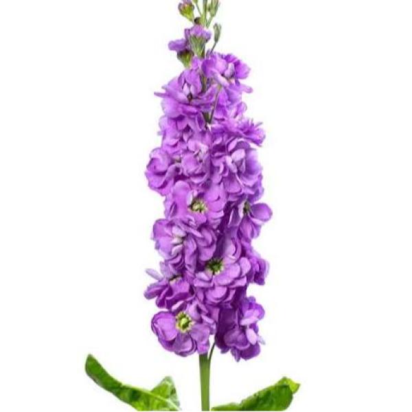 Image Of Matthiola Stock Anytime Lavender