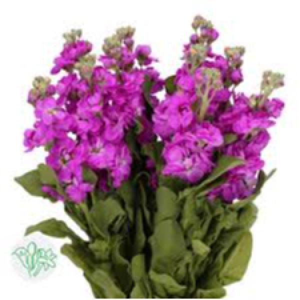 Image Of Matthiola Stock Anytime Rose