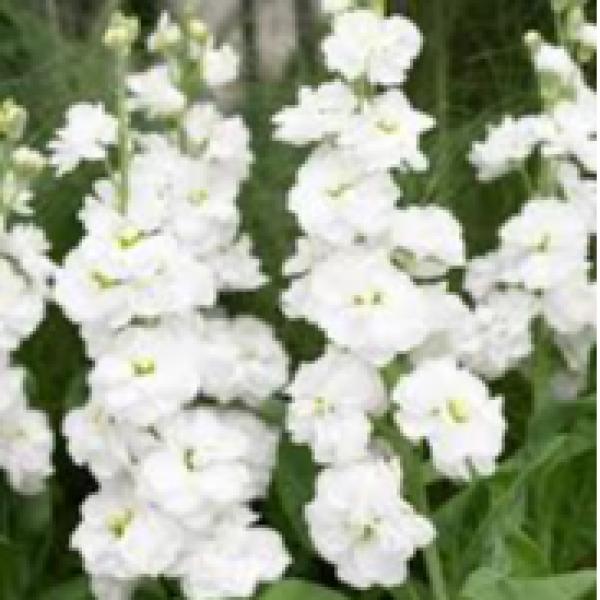 Image Of Matthiola Stock Anytime White