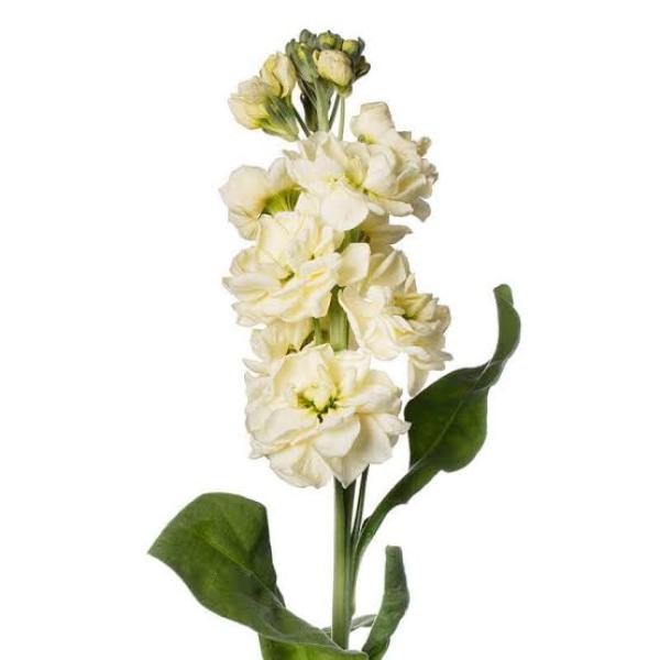 Image Of Matthiola Stock Anytime Yellow