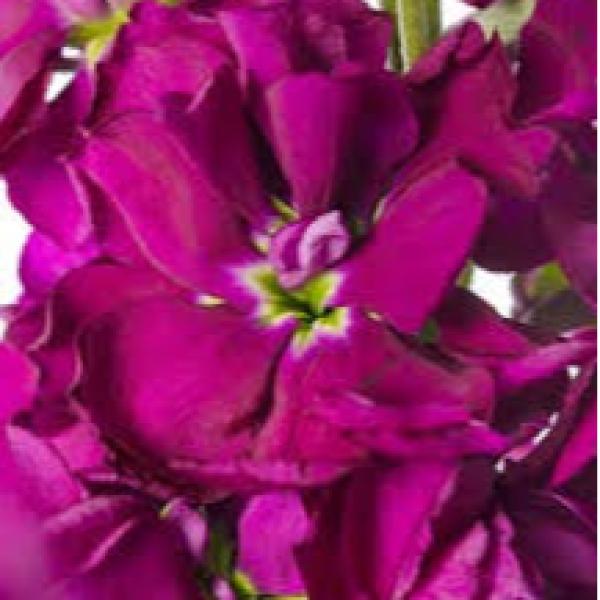 Image Of Matthiola Stock Milla Aubergine
