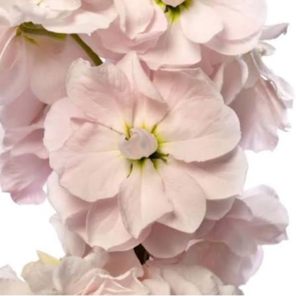 Image Of Matthiola Stock Milla Light Pink