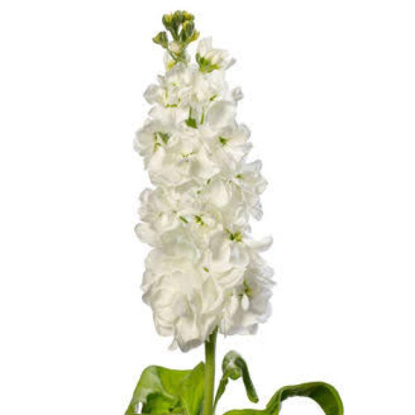 Image Of Matthiola Stock Milla White