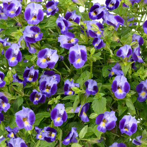 TORENIA MOON INDIGO