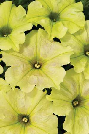 PETUNIA CRAZYTUNIA BITTER LEMON