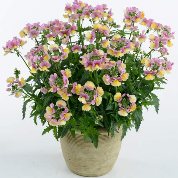 Nemesia