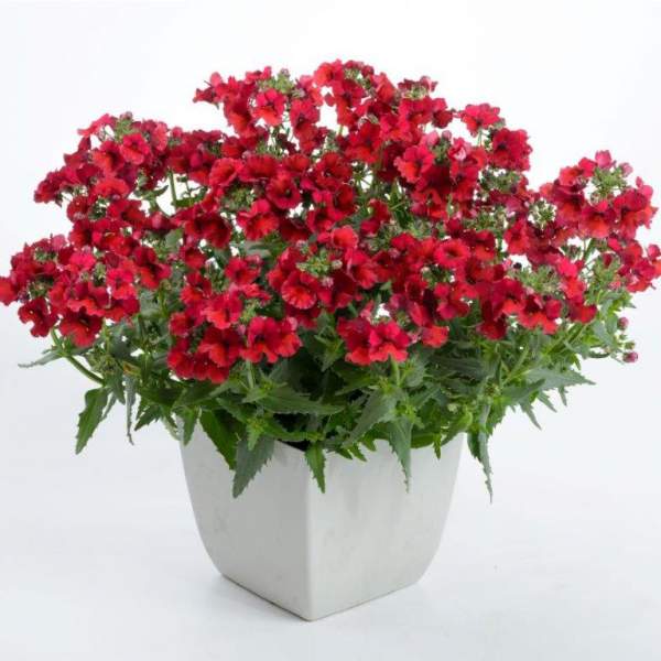 NEMESIA NESIA BURGUNDY
