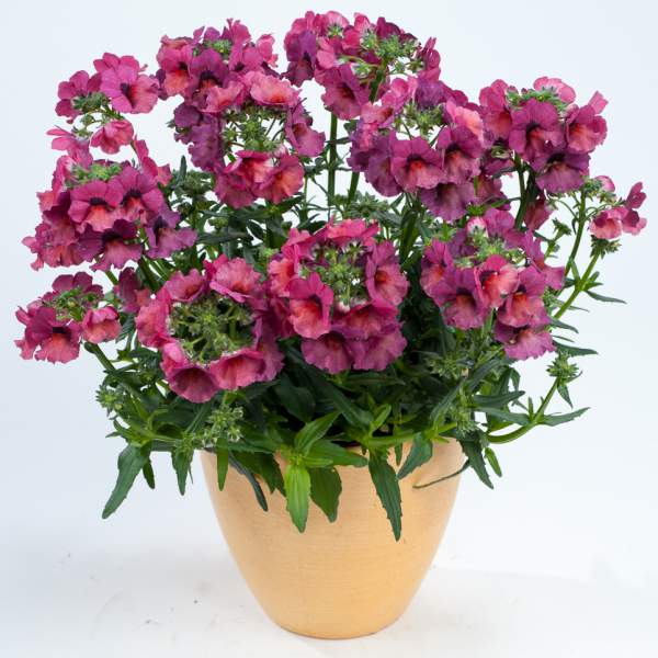 NEMESIA NESIA MAGENTA