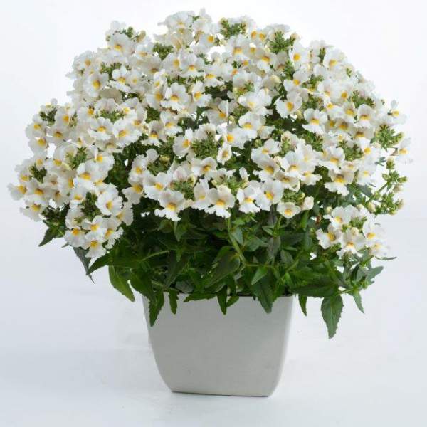 NEMESIA NESIA SNOW ANGEL