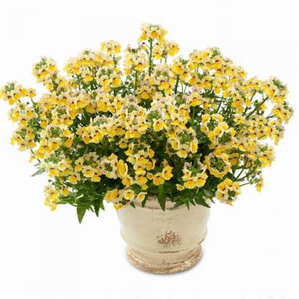 NEMESIA NESIA SUNSHINE