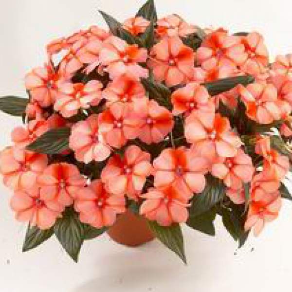 New Guinea Impatiens