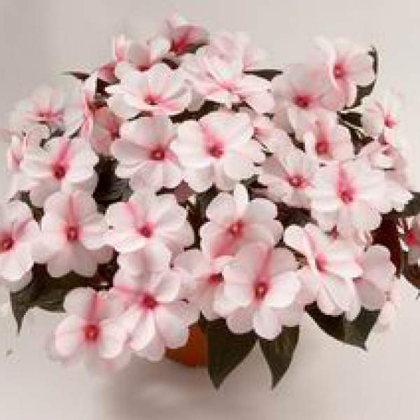 New-Guinea-Impatiens-Harmony-Candy-Cream.jpg