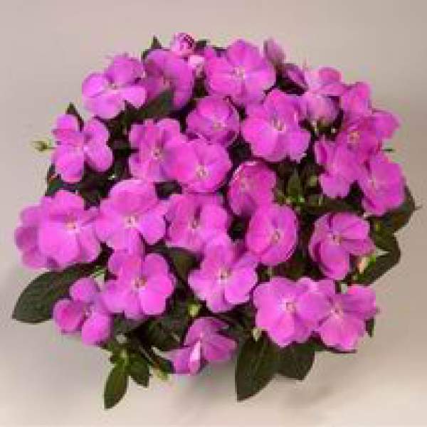 New-Guinea-Impatiens-Harmony-Dark-Lavender.jpg