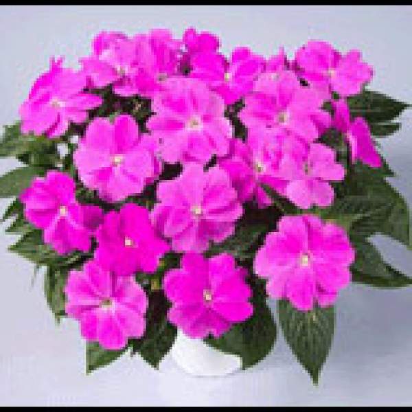 NEW GUINEA IMPATIENS HARMONY DARK LILAC