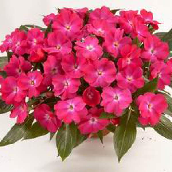 NEW GUINEA IMPATIENS HARMONY DARK PINK