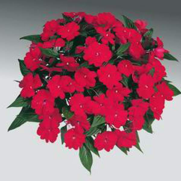 New-Guinea-Impatiens-Harmony-Dark-Red.jpg