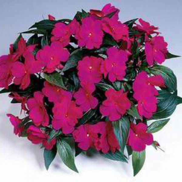 New-Guinea-Impatiens-Harmony-Dark-Violet.jpg