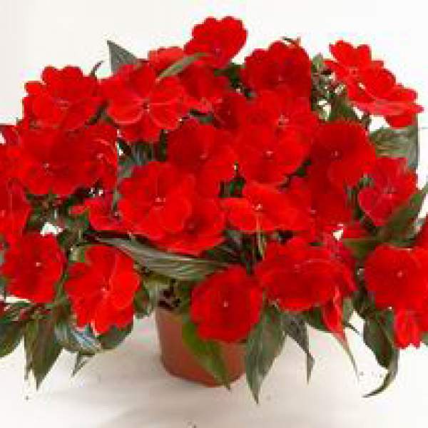New-Guinea-Impatiens-Harmony-Deep-Red.jpg