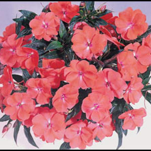 NEW GUINEA IMPATIENS HARMONY DEEP SALMON