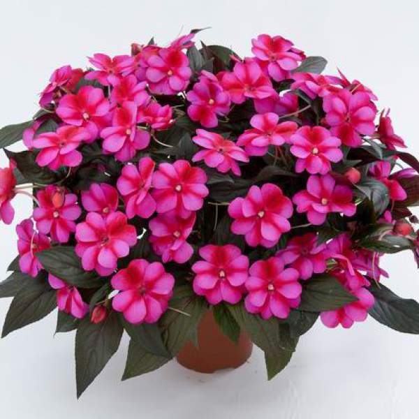NEW GUINEA IMPATIENS HARMONY FUCHSIA CREAM