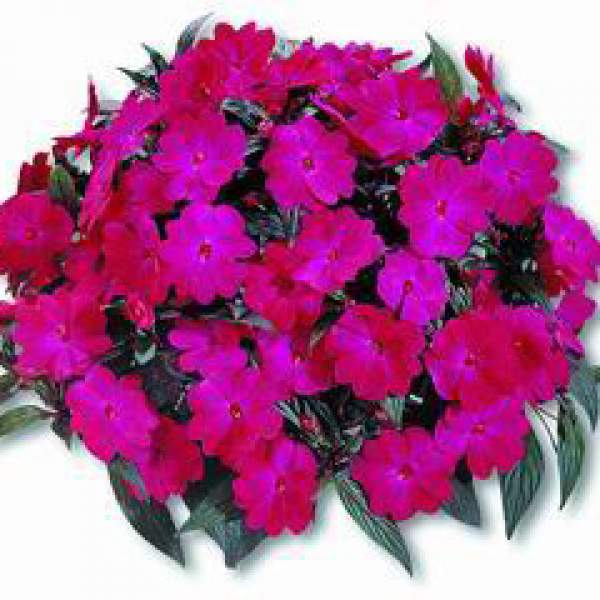 NEW GUINEA IMPATIENS HARMONY MAGENTA