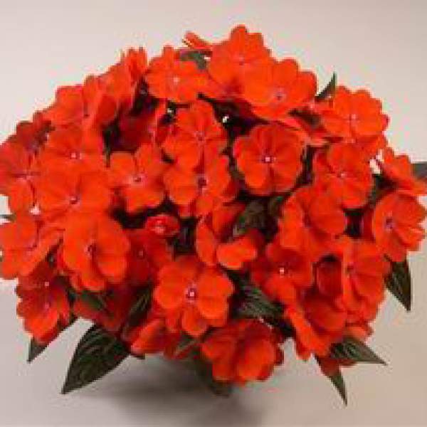 NEW GUINEA IMPATIENS HARMONY ORANGE BLAZE