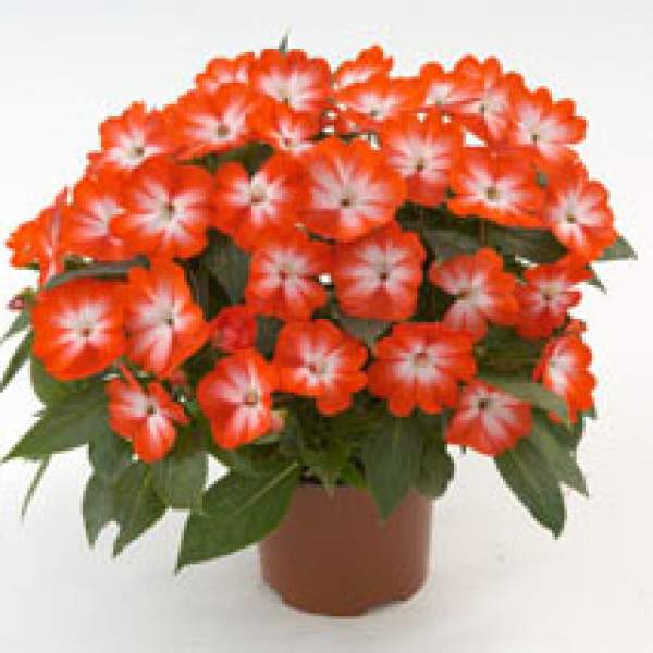 New-Guinea-Impatiens-Harmony-Orange-Star.jpg