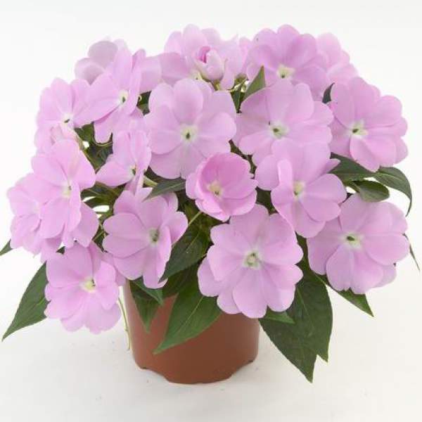 NEW GUINEA IMPATIENS HARMONY PASTEL LAVENDER