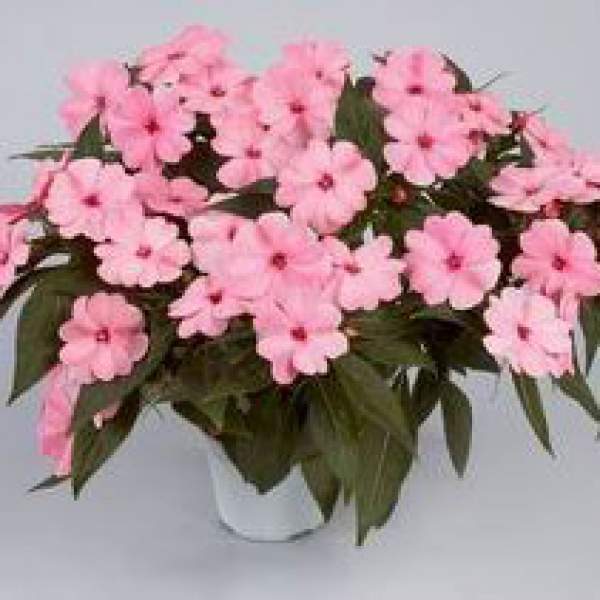 NEW GUINEA IMPATIENS HARMONY PINK SMILE