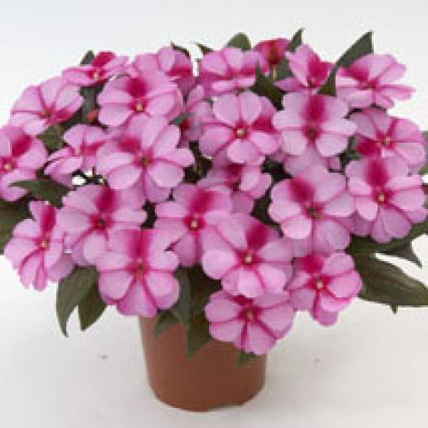New-Guinea-Impatiens-Harmony-Purple-Cream.jpg