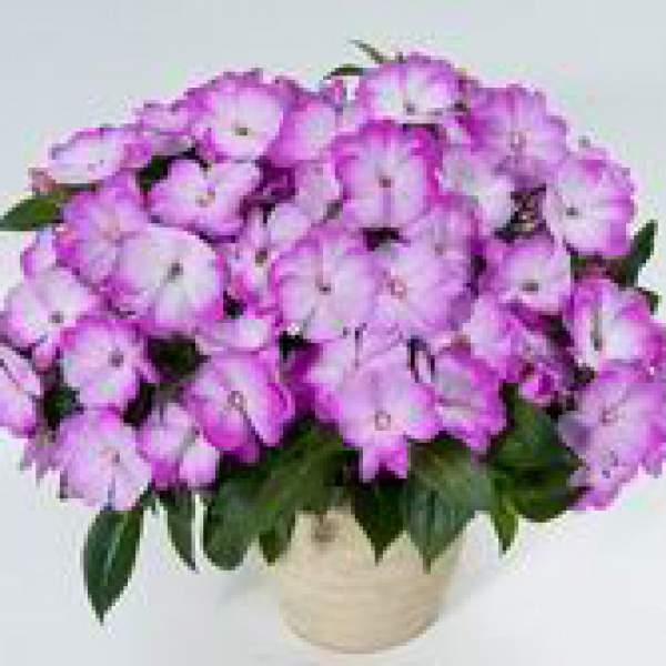 NEW GUINEA IMPATIENS HARMONY RADIANCE LILAC