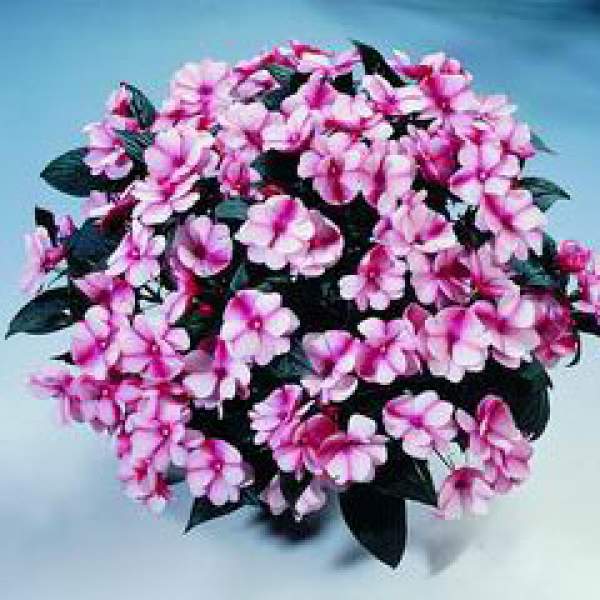 New-Guinea-Impatiens-Harmony-Raspberry-Cream.jpg