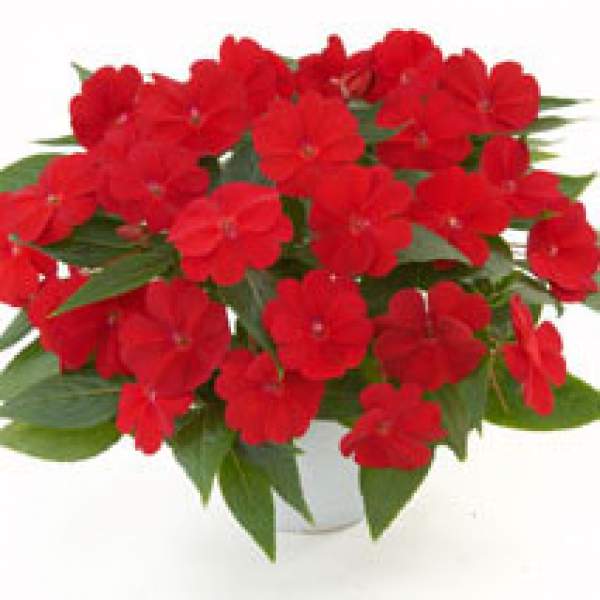 NEW GUINEA IMPATIENS HARMONY RED CARDINAL